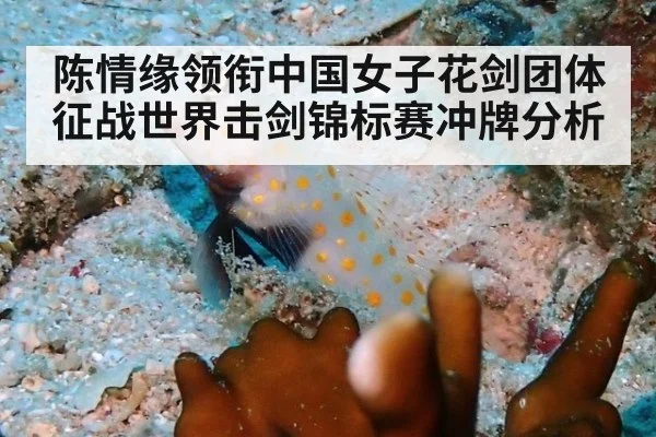 陈情缘领衔中国女子花剑团体征战世界击剑锦标赛冲牌分析